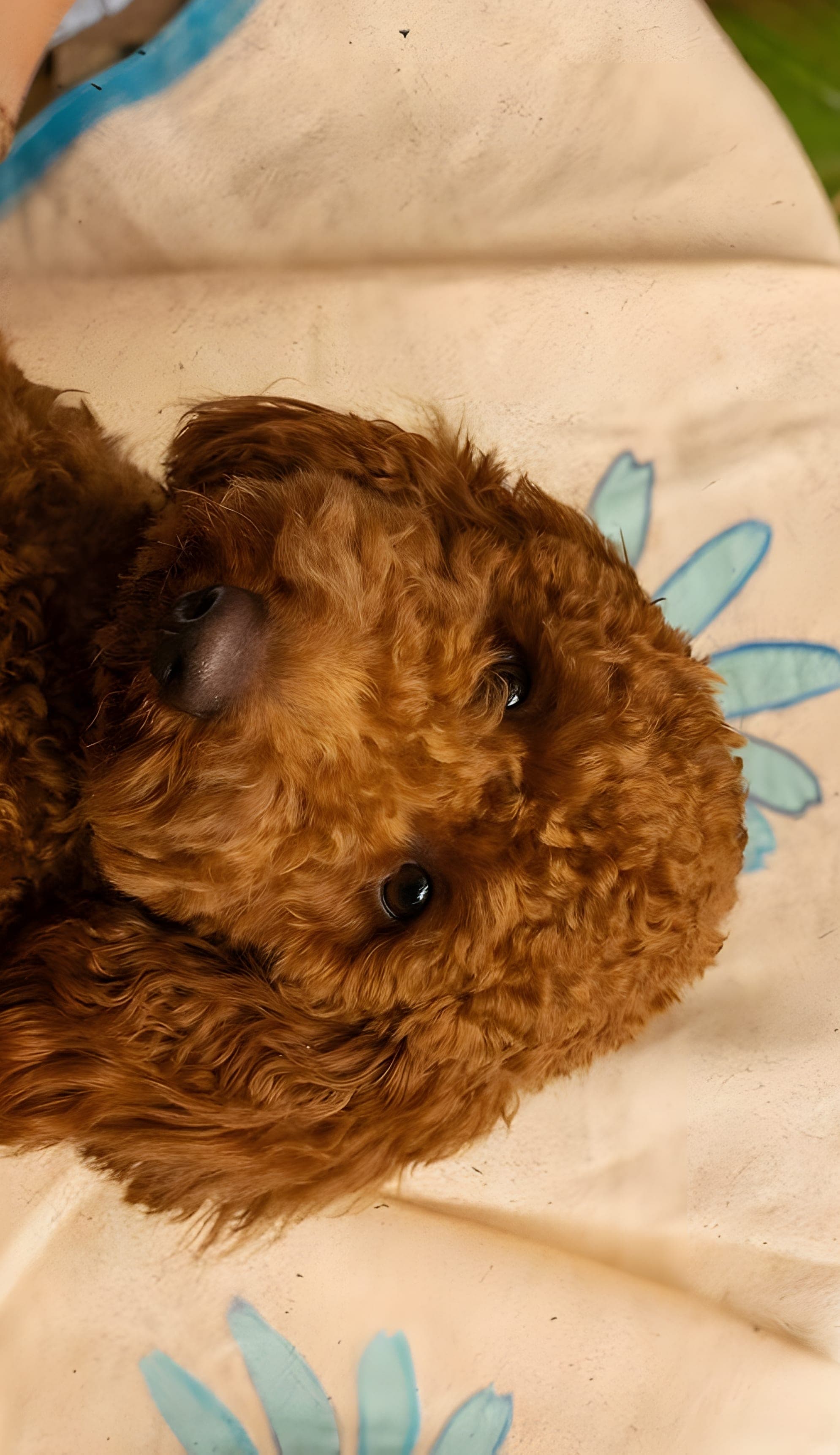 Un caniche roux blotti sur les genoux de sa maîtresse, contre une nappe brodée de fleurs bleues